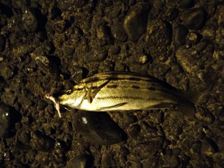 釣れないアジング